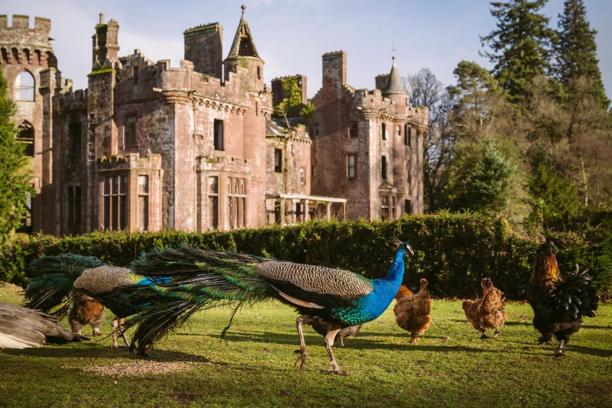 Luxury Woodland Lodge Retreat At Culdees Castle Крифф Экстерьер фото
